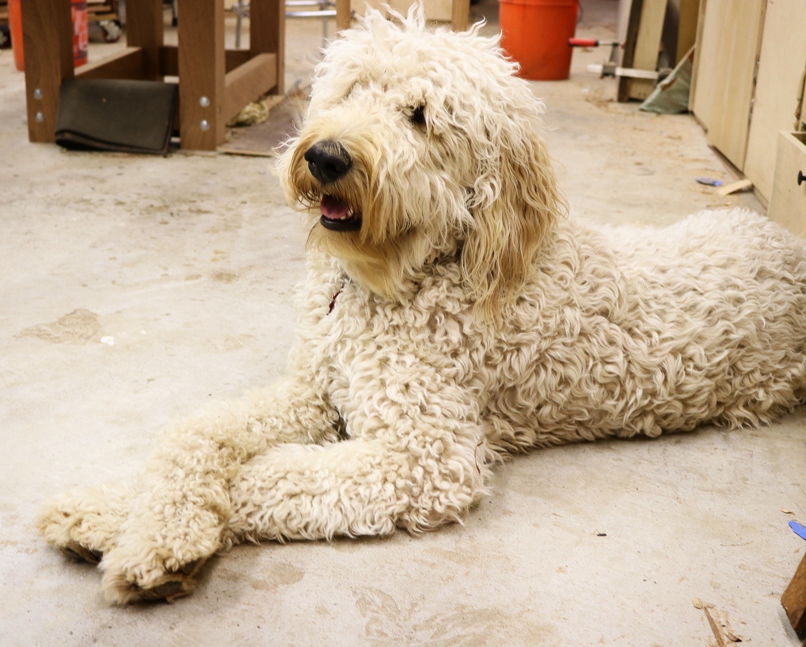 Todd the Doodle 2 - Association of Woodworking 